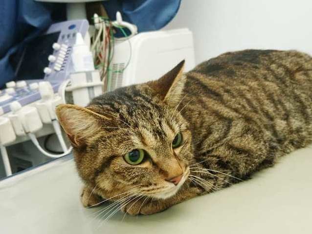 ネコも動物病院プロジェクト